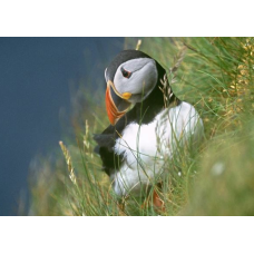 Fowlsheugh RSPB Reserve